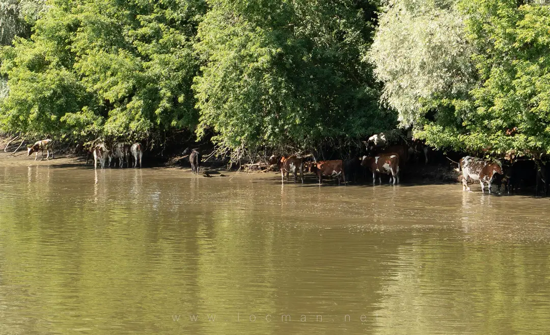 Коровы у кромки воды, прячутся от солнца или попить воды пришли